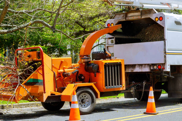 How Our Tree Care Process Works  in  Grand Forks, ND