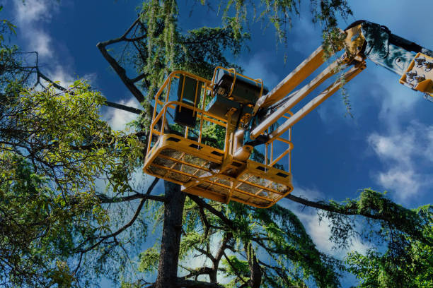 Professional Tree Care Services in Grand Forks, ND